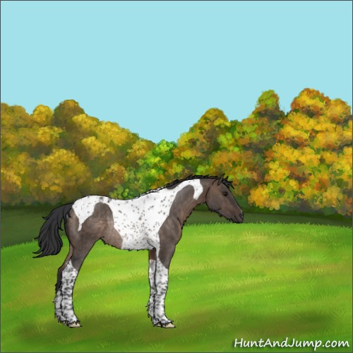 Horse Color:Brown Dun Tobiano Rabicano Brindle 