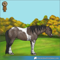 Horse Color:Brown Dun Tobiano Rabicano Brindle