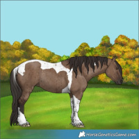 Horse Color:Liver Red Dun Tobiano Rabicano Brindle