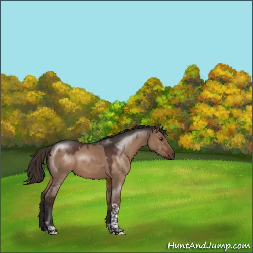 Horse Color:Liver Red Dun Tobiano Rabicano 