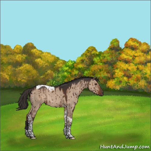 Horse Color:Liver Red Dun Tobiano Rabicano Brindle 