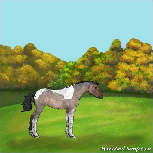 Horse Color:Brown Roan Dun Tobiano Brindle 