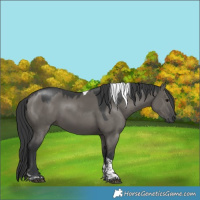 Horse Color:Grullo Tobiano Rabicano