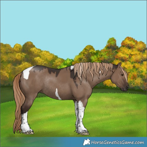 Horse Color:Liver Red Dun Tobiano Rabicano 