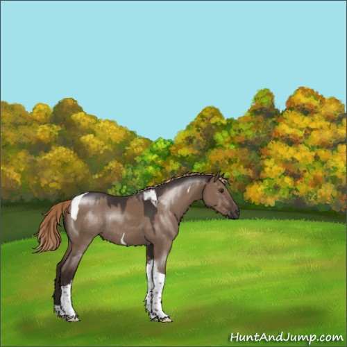 Horse Color:Liver Red Dun Tobiano Rabicano 