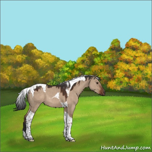 Horse Color:Liver Red Dun Tobiano 