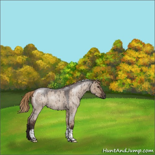 Horse Color:Liver Red Dun Roan Tobiano Rabicano Brindle 