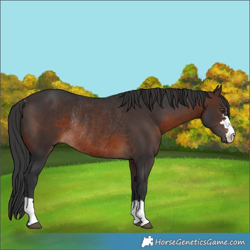 Horse Color:Brown Rabicano 