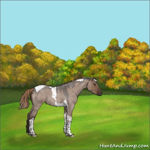Horse Color:Liver Red Dun Roan Tobiano 
