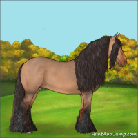 Horse Color:Bay Dun 