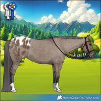 Horse Color:Liver Red Dun Appaloosa Brindle 