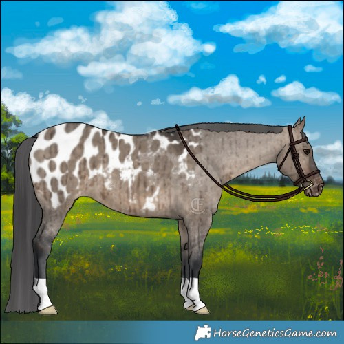Horse Color:Brown Dun Blanket Brindle 