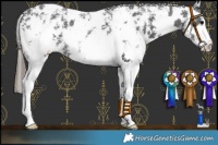 Horse Color:Black Sabino Appaloosa 