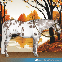 Horse Color:Silver Black Sabino Frame Appaloosa 