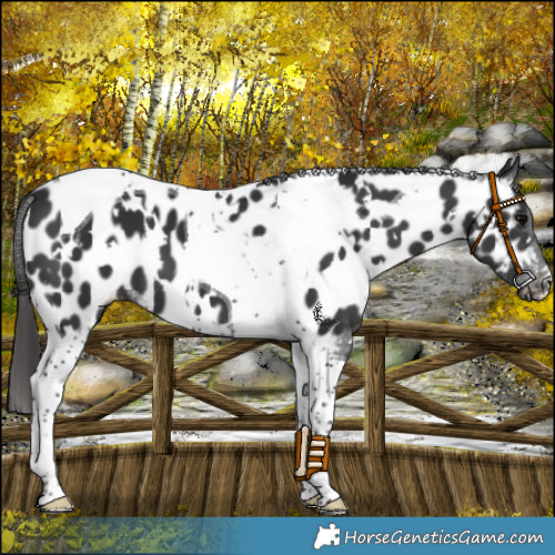 Horse Color:White Spotted Black Tobiano Appaloosa 