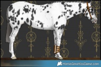 Horse Color:White Spotted Black Tobiano Near Leopard