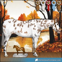 Horse Color:Brown Dun Sabino Tobiano Frame Leopard 