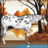 Horse Color:Brown Sabino Splash Frame Near Leopard