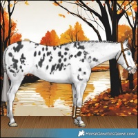 Horse Color:White Spotted Black Splash Near Leopard 