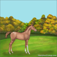 Horse Color:Gold Champagne Tobiano 