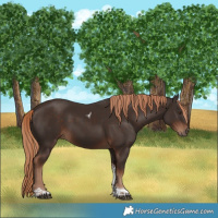 Horse Color:Liver Chestnut Tobiano 