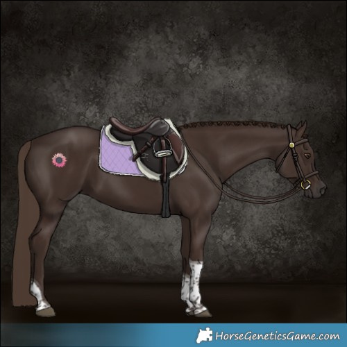 Horse Color:Liver Chestnut Tobiano