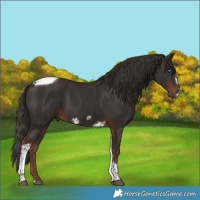 Horse Color:Liver Chestnut Tobiano Frame 