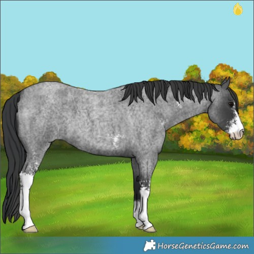Horse Color:Blue Roan Sabino 