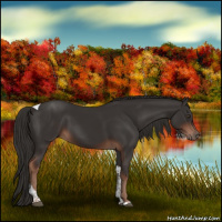 Horse Color:Liver Chestnut Tobiano 