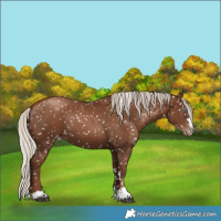 Horse Color:Gray Silver Black Pearl Appaloosa 