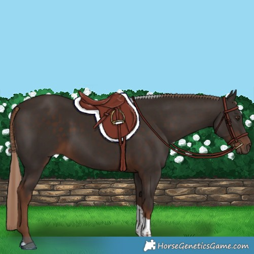 Horse Color:Liver Chestnut Tobiano 