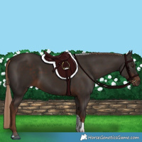Horse Color:Liver Chestnut Tobiano 