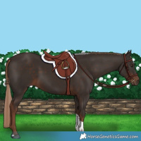 Horse Color:Liver Chestnut Tobiano 