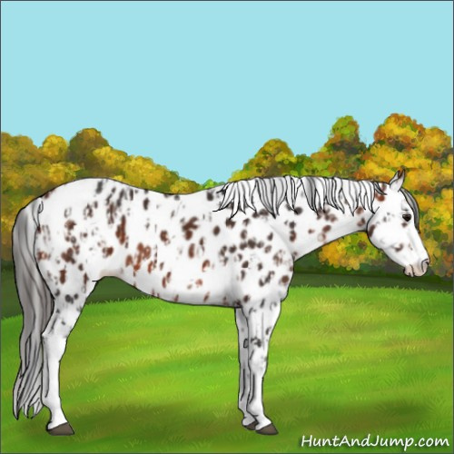 Horse Color:Brown Sabino Splash Appaloosa and Bay Sabino Splash Appaloosa