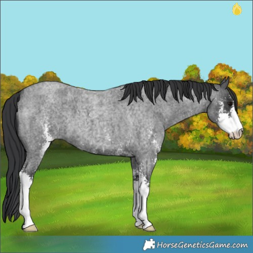 Horse Color:Blue Roan Sabino 