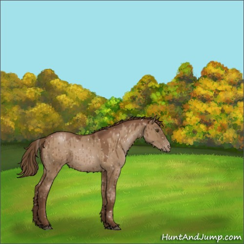 Horse Color:Gray Grullo Pearl Appaloosa Rabicano Brindle 