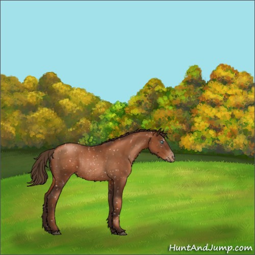 Horse Color:Gray Liver Chestnut Pearl Appaloosa Rabicano 