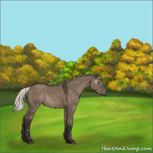 Horse Color:Gray Silver Grullo Appaloosa Rabicano 