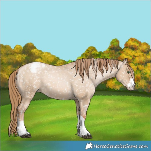 Horse Color:Red Dun Pearl Appaloosa 