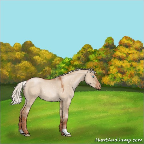 Horse Color:Silver Grullo Pearl Appaloosa Rabicano 