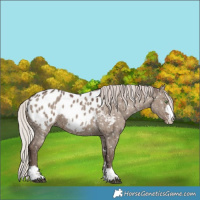 Horse Color:Silver Grullo Appaloosa Brindle 