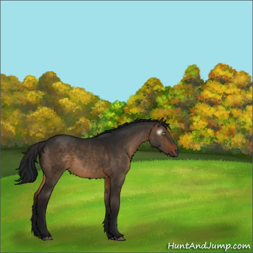 Horse Color:Gray Brown Dun 