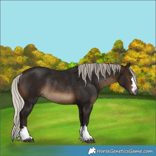 Horse Color:Gray Silver Brown Rabicano 