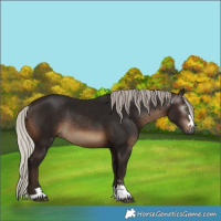 Horse Color:Gray Silver Brown Rabicano 