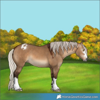 Horse Color:Gray Silver Bay Dun Appaloosa 