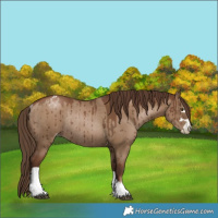 Horse Color:Gray Grullo Pearl Varnish Rabicano Brindle 