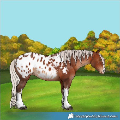 Horse Color:White Spotted Silver Brown Appaloosa Rabicano 
