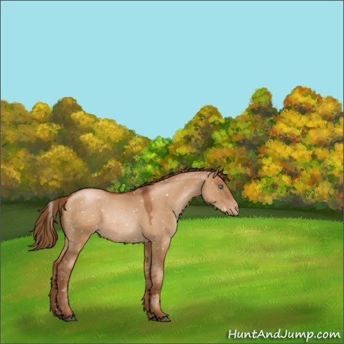 Horse Color:Gray Red Dun Pearl Appaloosa Rabicano 