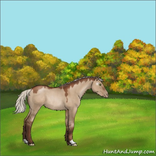 Horse Color:Gray Silver Grullo Pearl Rabicano 