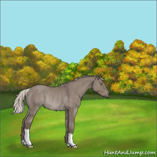 Horse Color:Silver Grullo Rabicano 